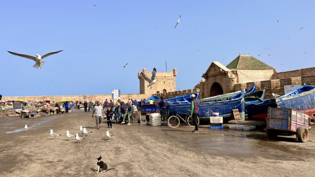 Essaouira fishing port with blue boats, seagulls and a cat