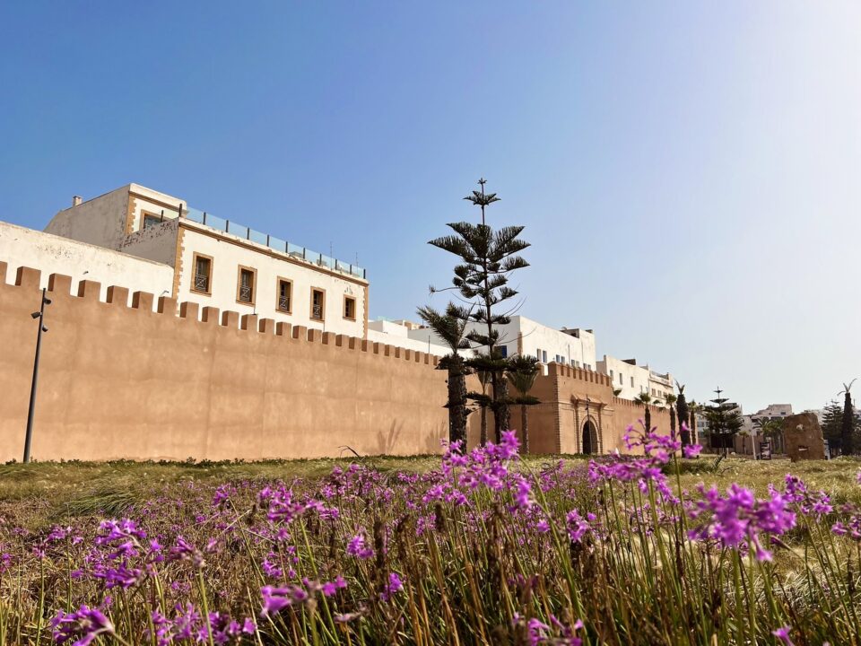 Essaouira city wall with flowering wildflowers in the foreground